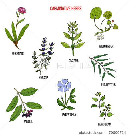 Carminative herbs. Hand drawn vector set Carminative herbs. Hand drawn vector set 70800714