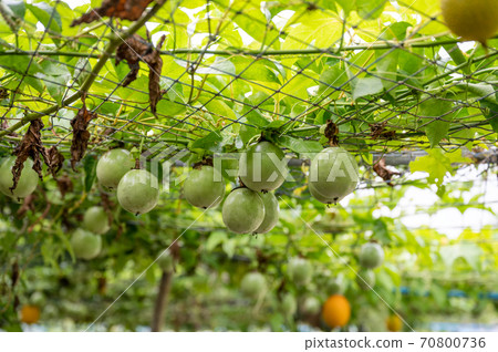Passion fruit growing on mesh ceiling in plantation 70800736