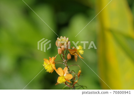 Bourbine Fulteskens Bourbine Fulteskens 70800941