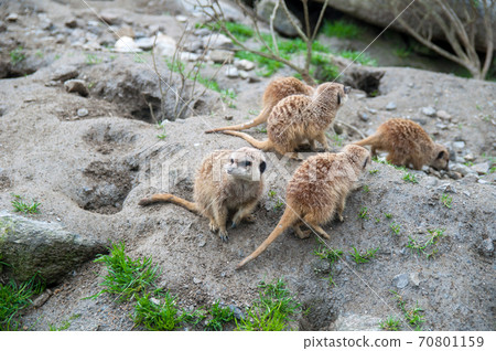 Meerkats flocking with friends Meerkats flocking with friends 70801159
