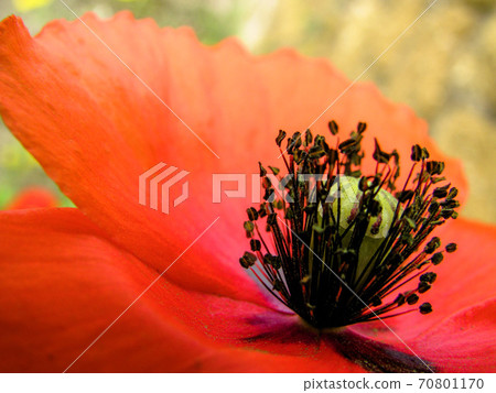 Macro of the beautiful fresh bloom of bloody-red corn poppy Macro of the beautiful fresh bloom of bloody-red corn poppy 70801170