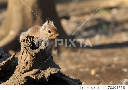 Japanese squirrel watching around on a stump 70801218