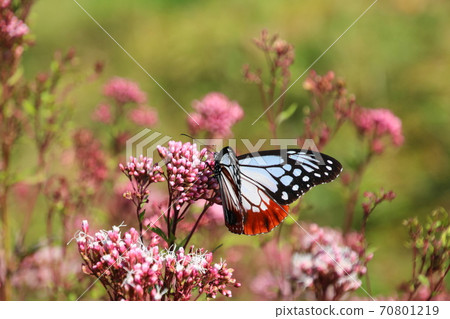 Mysterious migratory butterfly Chestnut tiger 70801219