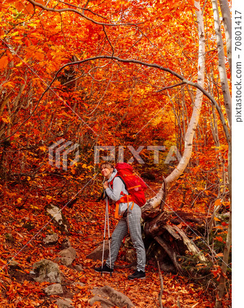 Hiker woman with backpack on trail in the fall autumnal forest. Hiker woman with backpack on trail in the fall autumnal forest. 70801417