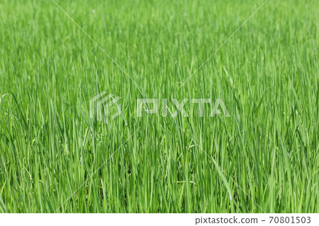 Green rice field and land in countryside at thailand Green rice field and land in countryside at thailand 70801503