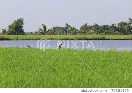 The group bird on Green rice field and canal in countryside at thailand The group bird on Green rice field and canal in countryside at thailand 70801505