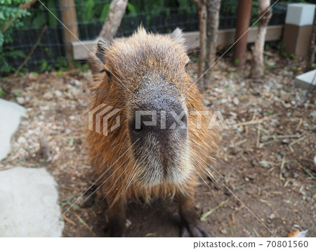 從前面看的卡皮巴拉 70801560