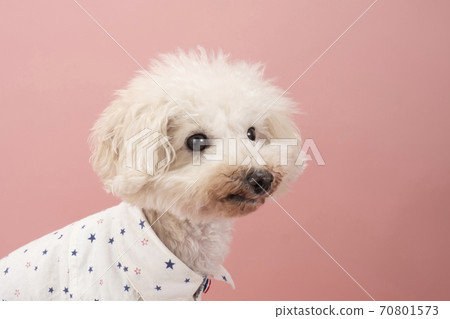 Profile of Toy Poodle's Sub-Hachiro sitting and smiling 70801573