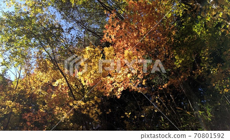 Autumn leaves on the Okukinu promenade 3 70801592