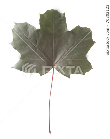 Close-up of a green maple leaf on a white background.Texture or background 70802122