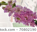 purple flower stands on the window close up 70802190