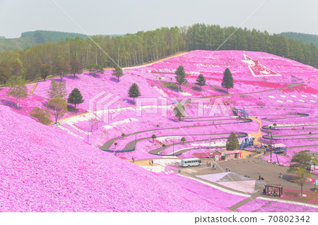 One side of moss phlox scenery One side of moss phlox scenery 70802342