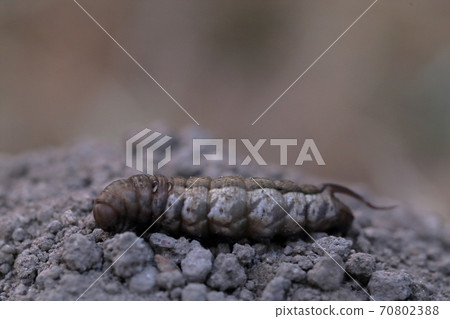 吉蟲幼蟲（夜賊蟲） 70802388