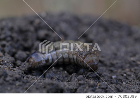 野頭的仇人吉蟲（夜賊蟲） 70802389