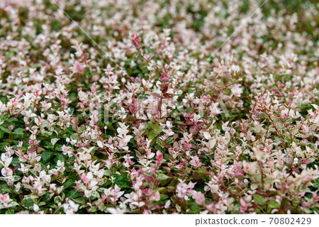 一小朵白色的花朵充滿了屏幕 一小朵白色的花朵充滿了屏幕 70802429