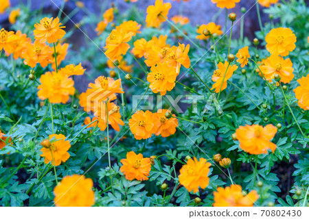 很多明亮的橙色波斯菊 很多明亮的橙色波斯菊 70802430