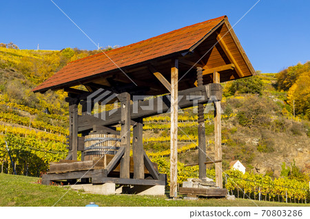 wine region Wachau at wine harvest time in Austria 70803286