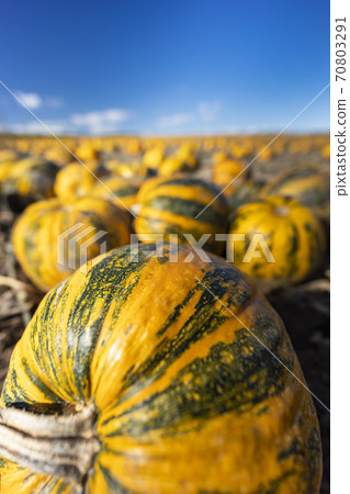 pumpkin near Retz in Weinviertel, Lower Austria, Austria 70803291