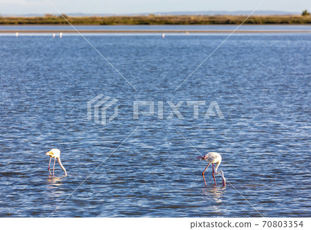 National park Camargue, Provence, France National park Camargue, Provence, France 70803354