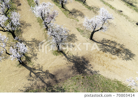 Almond tree orchard in Hustopece, South Moravia, Czech Republic 70803414