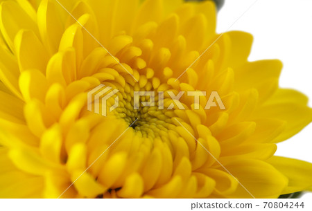 Yellow chrysanthemum Yellow chrysanthemum 70804244