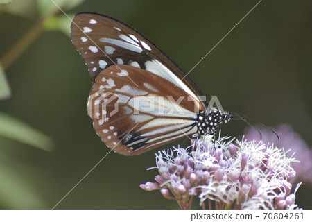 朝日馬達拉男 朝日馬達拉男 70804261