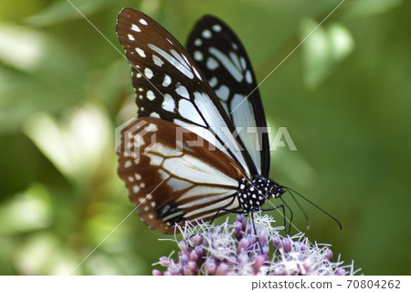 朝日馬達拉男 朝日馬達拉男 70804262