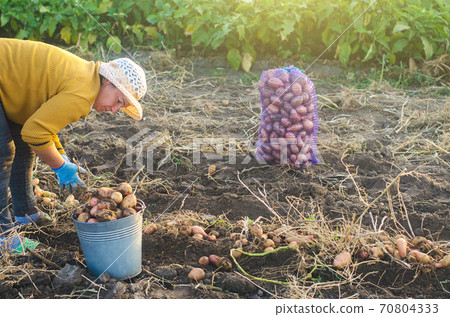 A farmer woman collects dug up potatoes in a bucket. Harvesting on farm plantation. Farming. Countryside farmland. Growing, collecting, sorting and packing in mesh bags for further sale at farm market A farmer woman collects dug up potatoes in a bucket. Harvesting on farm plantation. Farming. Countryside farmland. Growing, collecting, sorting and packing in mesh bags for further sale at farm market 70804333