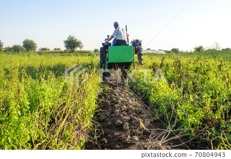 Potatoes lying on the soil on background of a digger tractor. The process of digging a crop of potatoes to the surface for further harvest. Farming and farmland. Fresh organic vegetables 70804943