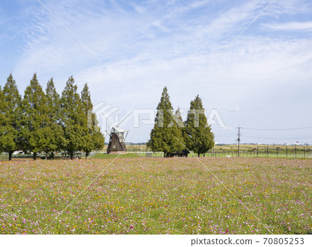Akebono山農業公園波斯菊 Akebono山農業公園波斯菊 70805253