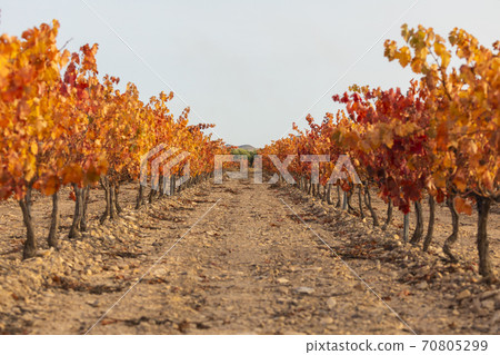 Vineyards with autumnal red leaves, Campo de Borja, Spain Vineyards with autumnal red leaves, Campo de Borja, Spain 70805299