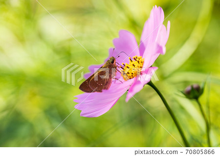 吸食宇宙蜂蜜的蝴蝶 吸食宇宙蜂蜜的蝴蝶 70805866