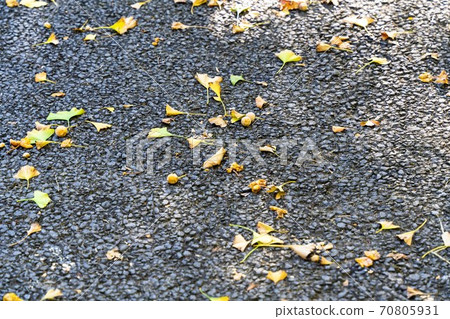 Ginkgo and ginkgo leaves falling on the roadside Fukushima City, Fukushima Prefecture 70805931