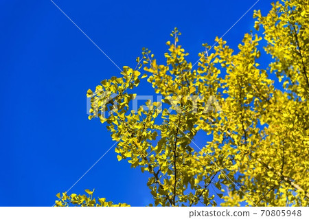 Ginkgo in Azuma Sports Park (Fukushima City, Fukushima Prefecture) Ginkgo in Azuma Sports Park (Fukushima City, Fukushima Prefecture) 70805948