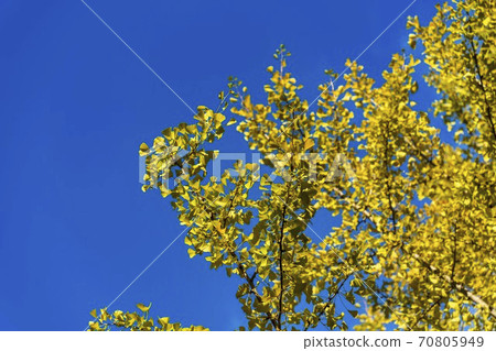 Ginkgo in Azuma Sports Park (Fukushima City, Fukushima Prefecture) Ginkgo in Azuma Sports Park (Fukushima City, Fukushima Prefecture) 70805949