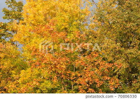 Trees at autumn. Trees at autumn. 70806330