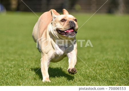 how fast to bulldogs run