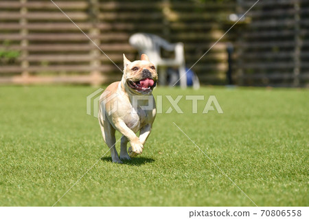 French bulldog playing in dog run 70806558