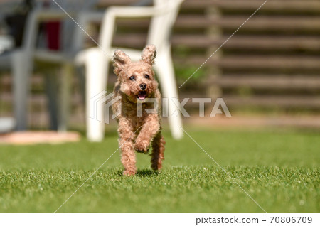 Toy poodle playing with dog run Toy poodle playing with dog run 70806709