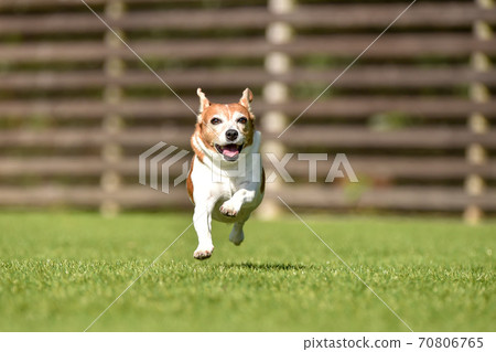 Jack Russell Terrier playing in a dog run 70806765