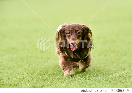 Miniature dachshund playing with a dog run 70806829