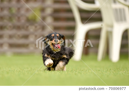 Miniature dachshund playing in a dog run Miniature dachshund playing in a dog run 70806977