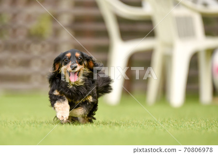 Miniature dachshund playing in a dog run 70806978