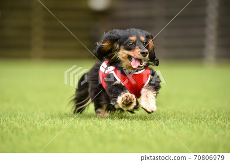 Miniature dachshund playing in a dog run 70806979
