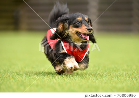 Miniature dachshund playing in a dog run Miniature dachshund playing in a dog run 70806980