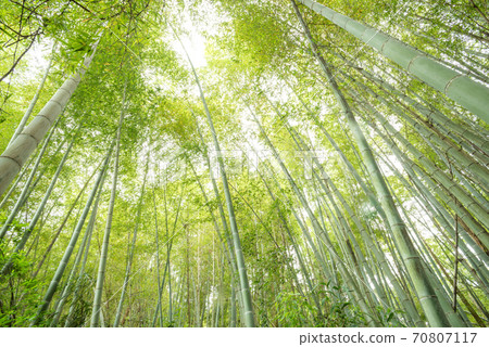 在綠色的竹林中，我抬頭看著 70807117