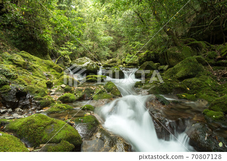 A stream flowing through mossy rocks in a green forest A stream flowing through mossy rocks in a green forest 70807128
