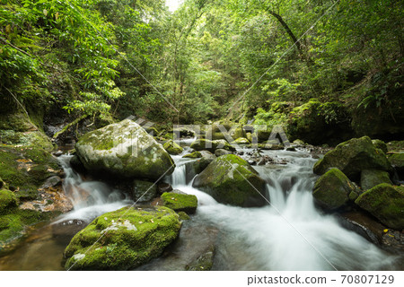 Mossy stones and swamps in the green forest Mossy stones and swamps in the green forest 70807129