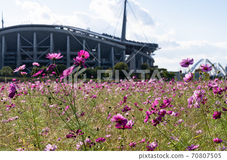 Cosmos field spreading all over and blue sky in autumn Cosmos field spreading all over and blue sky in autumn 70807505
