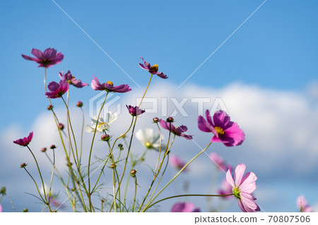 Cosmos field spreading all over and blue sky in autumn 70807506